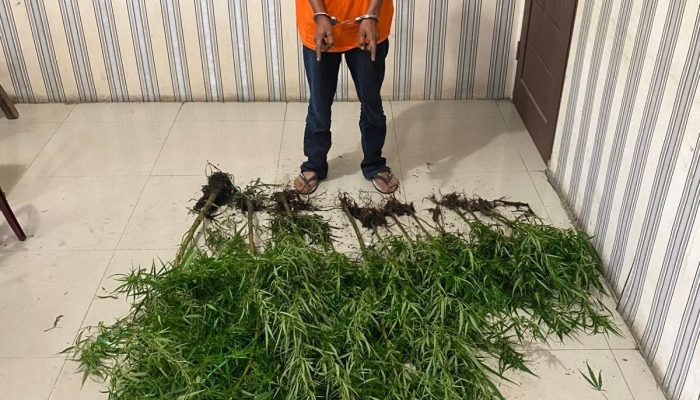Polres Tanah Karo Berhasil Bongkar Ladang Ganja di Desa Kuta Mbaru
