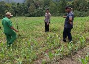 Polres Pakpak Bharat Tinjau Perkembangan Bibit Jagung di Lahan Tumpang Sari Dukung Ketahanan Pangan