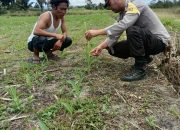 Dukung Ketahanan Pangan, Polres Pakpak Bharat Monitoring Perkembangan Tanaman Jagung