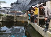 Terekam CCTV, Pencuri Kepiting Bakau Diamankan Polsek Tanjung Beringin