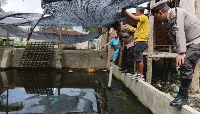 Terekam CCTV, Pencuri Kepiting Bakau Diamankan Polsek Tanjung Beringin