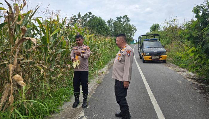 Kapolsek Salak dan Personel Tinjau Lahan Ketahanan Pangan