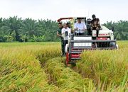 Gubernur Sumut Minta Bantuan Presiden Perbaiki Tanggul untuk Tingkatkan Produksi Padi