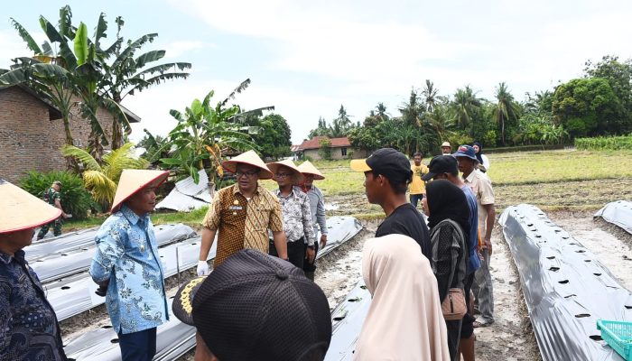 Cabai Merah dari Beringin, Strategi Baru Deli Serdang Kendalikan Inflasi