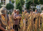 Brimob Sumut Panen Jagung, Wujud Peran Nyata dalam Ketahanan Pangan