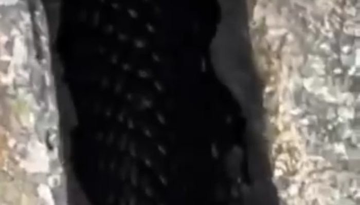 Ular Mengerikan Sajaul Al-Aqra: Penunggu Kubur bagi yang Lalai Shalat