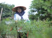 TP PKK Asahan Panen Hasil Pemanfaatan Lahan Didua Lokasi Hatinya PKK