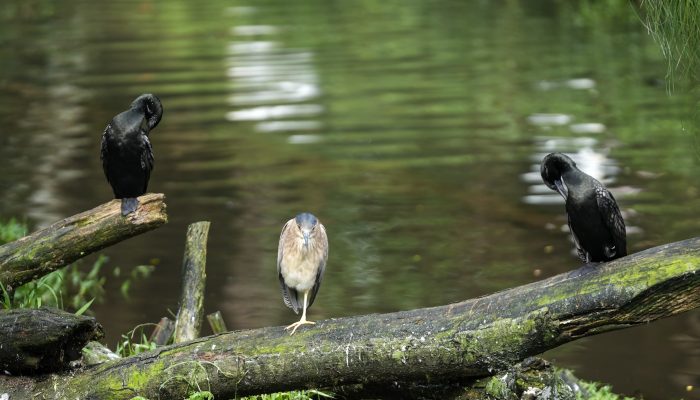 Benahi Medan Zoo, Wali Kota Medan Studi Tiru ke Taman Safari Bogor