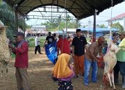 Semangat Gotong Royong Warnai Perayaan Iduladha di Desa Pekan Sialang Buah
