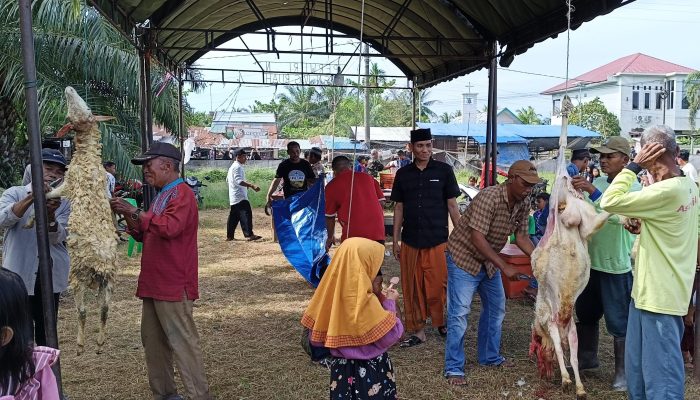 Semangat Gotong Royong Warnai Perayaan Iduladha di Desa Pekan Sialang Buah