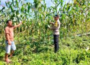 Polres Pakpak Bharat Dorong Program Ketahanan Pangan dengan Kunjungan ke Para Petani
