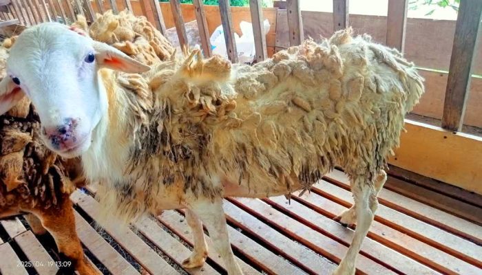Menyembelih Hewan Kurban Sendiri: Keutamaan, Tata Cara, dan Hukum dalam Islam