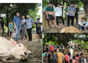 Di nahkodai Muaz Hawariy, Hipmi satu2 nya organisasi yang selenggarakan Qurban Idul Adha 2 hari berturut di T. Tinggi, 6 Ekor sapi dan 1 ekor kambing