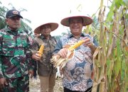 Bupati Asahan Ikuti Panen Raya Jagung Serentak Dengan Presiden