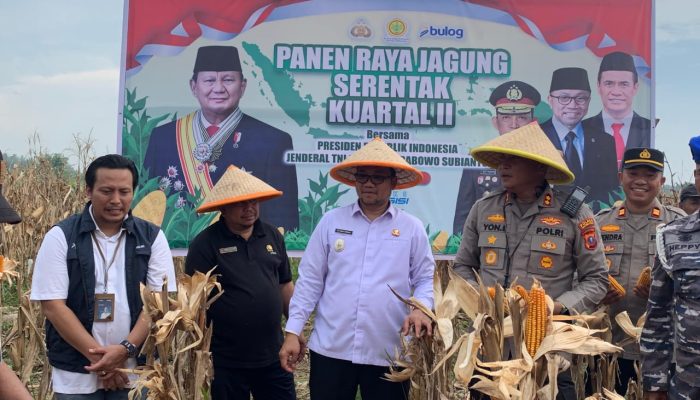 Dipimpin Presiden RI Via Daring, Wakil Wali Kota Tanjungbalai Ikuti Panen Raya Nasional Jagung Serentak Kuartal II di Bengkayang