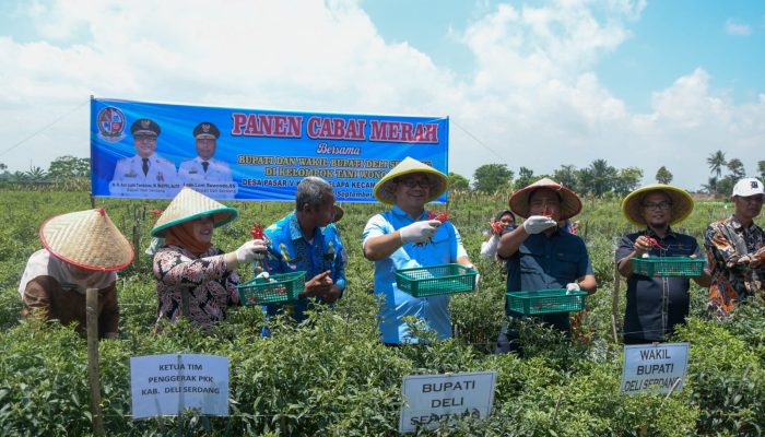 Panen Raya Cabai di Beringin, Bupati Deli Serdang: Petani Itu Ujung Tombak Ketahanan Pangan