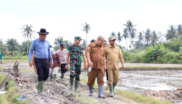 Pemkab Sergai Gaspol Olah Lahan Rawa, Petani Senyum Lebar Berkat Harga Gabah Stabil