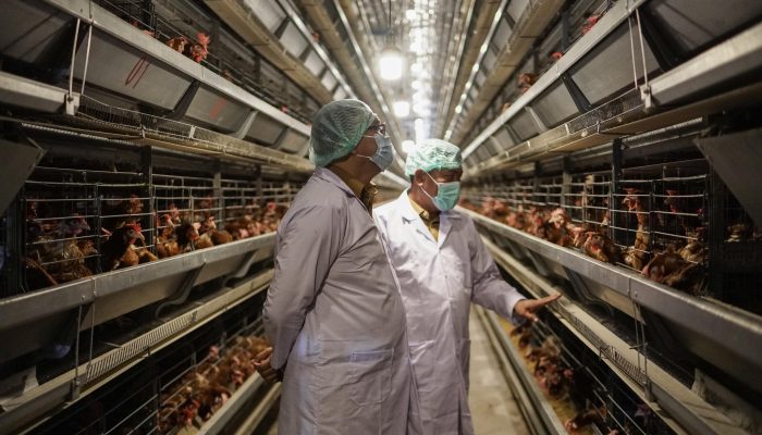 Peternakan Ayam Petelur Modern Pertama di Sumut, Telur Lebih Higienis, Lalat Auto Minggat