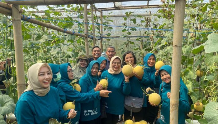 Panen Melon Modern, Ketua TP PKK Kabupaten Blitar Dorong Transformasi Pertanian Lewat Teknologi Greenhouse