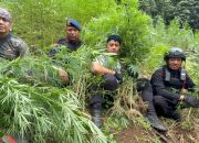 Brimob Sumut Bakar 10 Hektar Ladang Ganja di Mandailing Natal