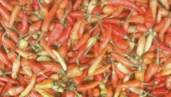 Pemkab Blitar Dorong Budidaya Cabai Off Season untuk Kendalikan Harga Selama Musim Hujan