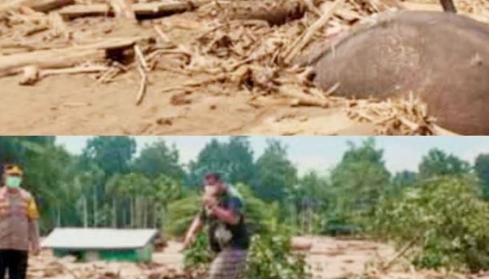 Bangkai Gajah Terseret Banjir Ditemukan di Meunasah Lhok: Hutan Aceh Mengirim Peringatan Keras