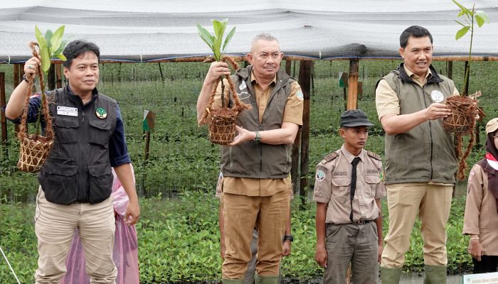 Mangrove di Sumut Sudah 8.307 Hektare, Hari Menanam Pohon Indonesia Dirayakan dengan Tanah Basah & Semangat Hijau