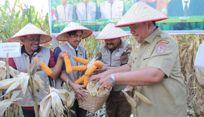 Dihadiri Bupati Asahan, Tani Merdeka Indonesia Bersama Petani Panen Raya Jagung