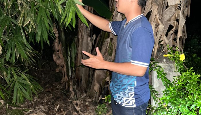 Misteri Bayangan di Balik Bambu Tua