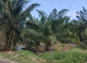 Sengketa Lahan Eks HGU PT DMK Berlanjut, FKI-1 Minta KPK dan Kejagung Turun Tangan