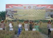 Kodim 0208 Asahan Bersama Forkopimda Panen Raya Padi Gogo