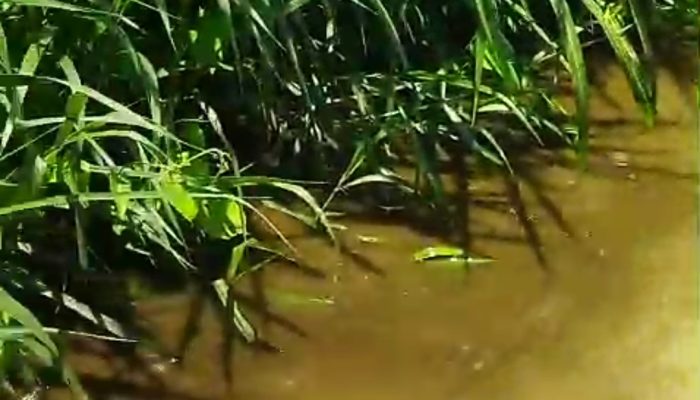 ‎DLH Sumut Segera Turun, DPRD Beri Ultimatum: Jika Tak Ada Perbaikan, Komisi A Siap Lakukan Sidak di Kasus Bah Bolon