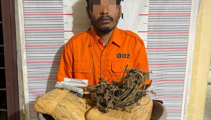 Polsek Bahorok Gagalkan Peredaran 2 Kilogram Ganja di Bukit Lawang