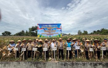 Polres Sergai Panen Raya Jagung, Perkuat Sinergi Ketahanan Pangan Nasional