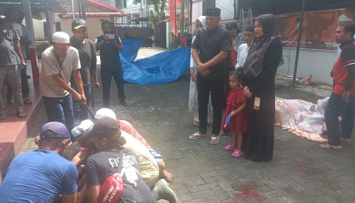 Ketua Fraksi PDI Perjuangan DPRD Medan Robi Barus Kurban Dua Ekor Sapi, Tegaskan Esensi Iduladha adalah Berbagi