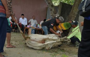 Pemkab Sergai Serahkan Sapi Kurban untuk PWI Jelang Iduladha