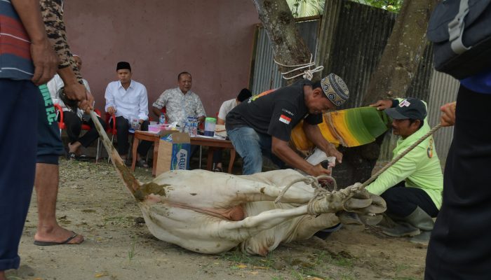 Pemkab Sergai Serahkan Sapi Kurban untuk PWI Jelang Iduladha
