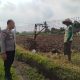 Pendampingan Berkelanjutan, Polsek Nglegok Blitar Dorong Produktivitas Petani Jagung