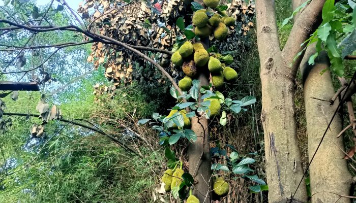 Dari Bantaran Sungai Deli ke Meja Makan, Sayur Gori Jadi Kuliner Tradisional Kaya Manfaat