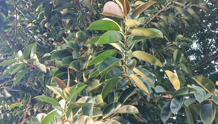 Pohon Rambung Merah Nan Rindang Di Jalan Sei Deli, Tanaman Hias Bermanfaat Untuk Kesehatan