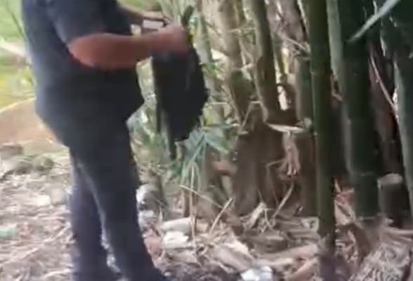 Polisi Bongkar Peredaran Ganja di Deli Serdang, Puluhan Paket Disembunyikan di Pohon Bambu