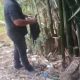 Polisi Bongkar Peredaran Ganja di Deli Serdang, Puluhan Paket Disembunyikan di Pohon Bambu