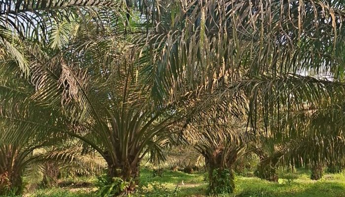 Hama Ulat Serang PTPN IV  Kebun Tanah Raja, Diduga Berpotensi Penurunan Produksi Sawit