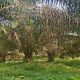 Hama Ulat Serang PTPN IV  Kebun Tanah Raja, Diduga Berpotensi Penurunan Produksi Sawit